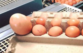 بالصور: بيضة ضخمة.. ما بداخلها أثار دهشة الخبراء!