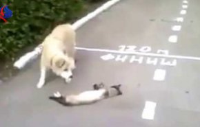 بالفيديو... كلب يلتقط قطاً ميتاً في فمه، وهذا ما فعله به!