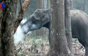 شاهد بالفيديو.. فيل يدخن بمزاج أدهش العلماء