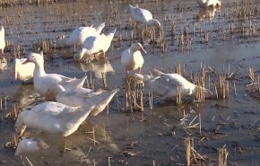 بالفيديو.. البط بدلا من المبيدات الكيماوية في زراعة الأرز