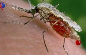 بالفيديو..قمة للملاريا في لندن لتعزيز التمويل لمكافحة المرض