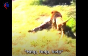 فيديو مرعب لهجوم أسد على مالك حديقة حيوان!