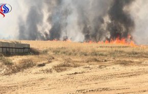 شاهد.فيديو وصور... طائرة ورقية تشعل النيران في حقول الاحتلال شرق غزة