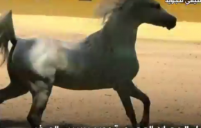 وفاة الحصان المصري تجويد.. واتهام الدولة بالتقصير في الحفاظ على الحصان