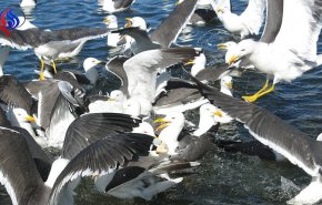 مطعم في استراليا يزود زبائنه ببنادق مياه لإبعاد طيور النورس عن موائدهم