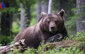 الدب المفترس كان سببا في انقاذ شابين من الموت