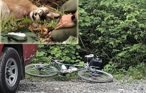 أسد يقتل دراجا بمنطقة جبلية بولاية واشنطن ويهاجم آخر
