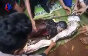 مشهد مروع ... لحظة شق بطن ثعبان ضخم ابتلع امرأة في إندونيسيا!!