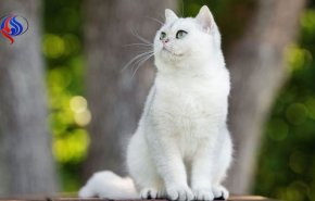 گربه روسی دیدار ایران و پرتغال را پیش بینی کرد