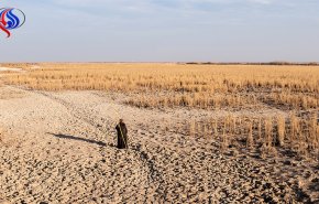 بالفيديو.. الجفاف، يهدد أرز العنبر العراقي