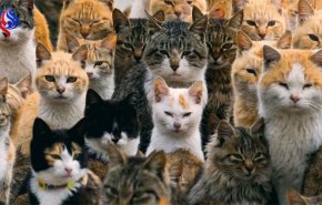 سعودية تعيش مع 300 قطة في منزلها