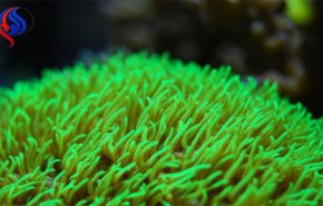 المياه الحامضة تهدد حياة الشعب المرجانية