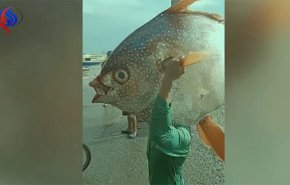 بالفيديو.. شاب يصطاد سمكة عملاقة ملونة