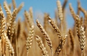 مشتريات ايران من القمح المحلي تبلغ 7.5 مليون طن