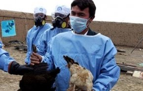 ايران تعلن انخفاض مستوى انفلونزا الطيور في البلاد