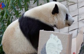 الباندا المبدعة تستقطب الزوار في حديقة الحيوان برسوماتها+ صور