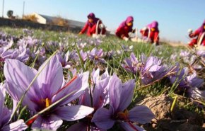 إيران تتوقع حصاد 400 طن من الزعفران