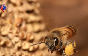 مقطع فيديو يظهر سلوكيات تستحق التأمل لمجموعة من النحل