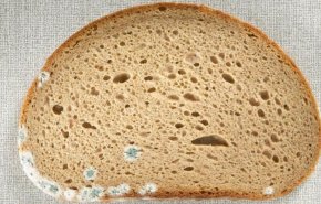 هل من الآمن أكل جزء من الخبز المتعفن؟