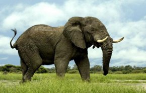 عشرات الأفيال النافقة تثير قلقا في دولة أفريقية