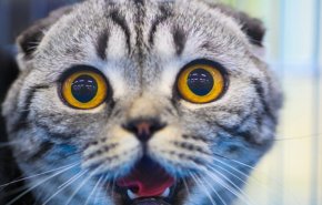 دعوى قضائية ضد مؤسسة حكومية أمريكية أخفت قتل 3000 قطة في تجارب مخبرية