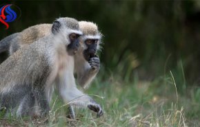مرض فتاك يترك توشهات جلدية انتقل من القرد للانسان