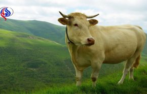 علماء يحذرون: البقر وراء انتشار اكثر الاوبئة فتكا!