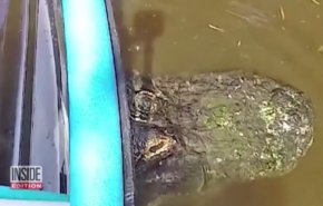 فيديو مخيف لقارب عالق على ظهر تمساح ضخم... هذا مصير صاحبه!