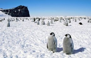 لماذا يتم خلع ضرس العقل واستئصال الزائدة قبل السفر لـ القطب الجنوبي؟
