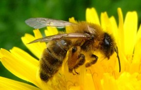 السجن والغرامة عقوبة لمزارع نمساوي... والسبب النحل