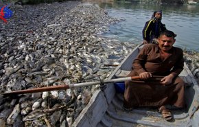 علت تلف شدن بسیاری از ماهی ها در عراق چیست؟