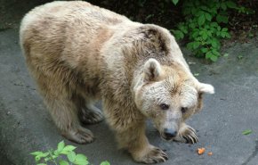هل تعلم بوجود حيوان “الدب السوري” في سوريا؟!
