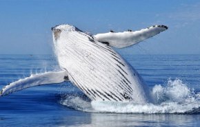 “الحيتان تغني”.. فما أسباب تغير نغمات أغانيها في المحيط الهندي؟