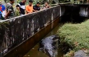 زنده گيري و انتقال تمساح قاتل به طبيعت