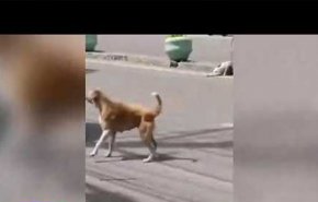 بالفيديو.. كلبة تستجدي المارة لإنقاذ صغيرها