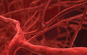 اكتشاف نوع غير معروف من الأوعية الدموية في العظام البشرية
