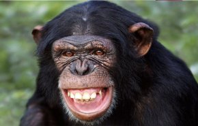 بالفيديو.. أنثى شمبانزي تثير ذهول البشر