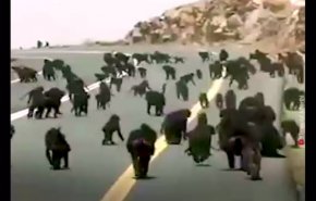 شاهد بالفيديو هجوم  قرود على سيارات سعوديين