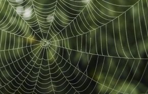 کشف فسیل عنکبوت ۱۱۳میلیون ساله + عکس