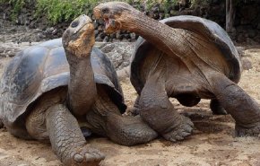 شاهد...أضخم السلاحف البرية المعمرة في جزر سيشيل