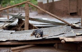 عکس | نجات حیوانات گرفتار سیل در آق‌قلا