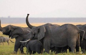 شاهد..6 من صغار الفيلة ينجون بأعجوبة من حفرة طينية 