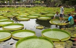 شاهد..صور ساحرة لزنبق الماء العملاق فى تايوان