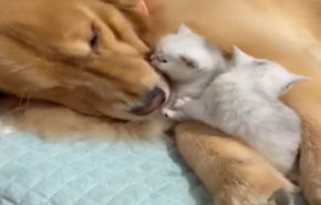 فيديو مؤثر..صداقة منقطعة النظير بين كلب وأربع قطط 