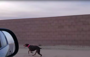 بالفيديو.. كلبة دوبرمان تسابق سيارة بسرعة 60 كم/ ساعة