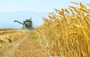 الزراعة الايرانية تتوقع بلوغ محاصيل القمح 14 مليون طن