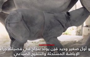 ولادة أول وحيد قرن هندي عن طريق التلقيح الصناعي