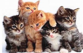قرار السلطات الاسترالية لتسميم مليوني قطة!