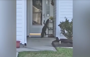 بالفيديو: لحظات مرعبة.. تمساح يحاول قرع جرس منزلها