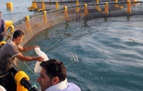 توطين منظومة ذكية لتطوير تربية الاسماك في ايران